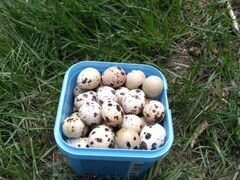 Инкубационные яйцо