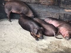 Свинки на свиноматок