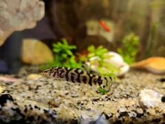 Боция Мраморная, рыбка в аквариум