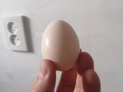 Продам яйца на инкубацию китайских-шолковые куроче