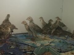 Охотничьи фазаны (птенцы) 1 неделя