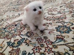 Веслоухоя кошка с разными глазами
