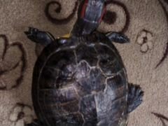 Краснаухая черепаха ждёт самца