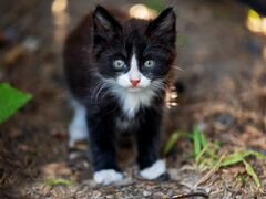 Котёнок домашний чёрный с белыми пятнами