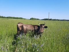 Корова и теленок 5 мес