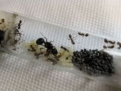 Колония муравьев Матка + 20-30 жнецов