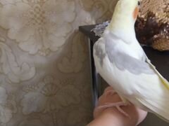 Попугай корелла мальчик 1 год на вязку