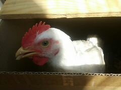 Курица 4 месяца