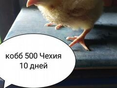 Подрощенные Бройлерные цыплята Кобб 500