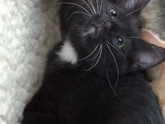 Котёнок чёрный с белыми лапами 2 мес