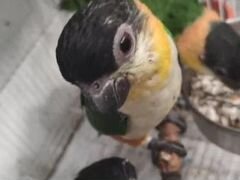 Птенцы попугая Каик