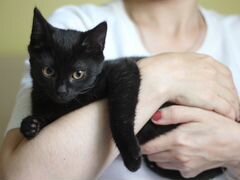 Черный котенок, девочка 2,5 мес