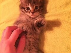5 милых котят в добрые руки