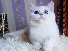 Великолепный плюшевый котик с сапфировыми глазами