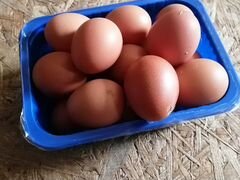 Яйца домашних несушек
