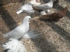 Продаются бойные (моздокские, бакинские ) голуби