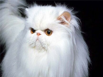 Очаровательный белые котята с голубыми глазами