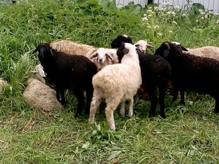Эдельбаевские овцы и бараны