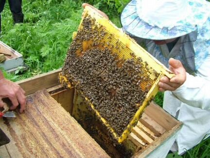Пчёлопакеты пчёлы пчёлосемьи