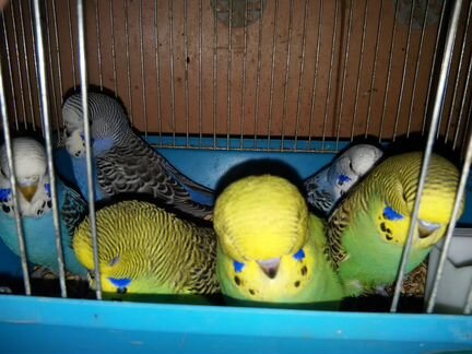 Волнистые попугаи (получехи) оптом