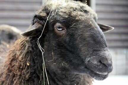 Продаются курдючные овцы
