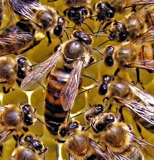 Пчёлы,пчелопакеты