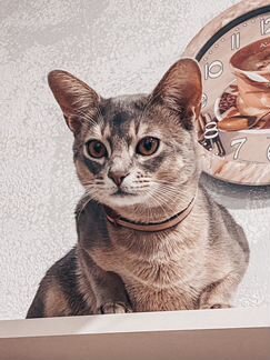 Абиссинский кот вязка