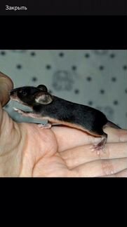Сатиновая мышь