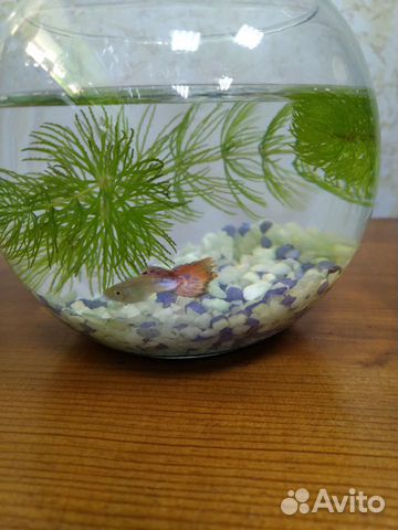 Аквариум с рыбкой