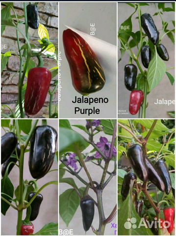 Семена острый перец Jalapeno, Халапеньо