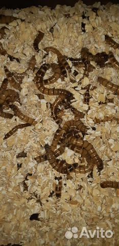 Кормовые насекомые - Зофобас, зоофобус, зоофобас