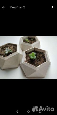 В горшочках суккуленты