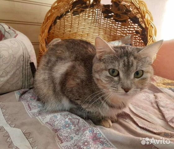 Шейла ищет дом, стерилизована