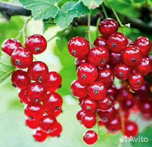 Саженцы смородина красная., черная.,белая. и т.д