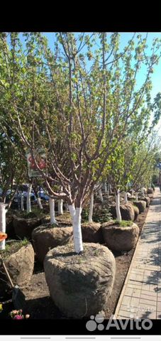 Плодовые крупномеры, Подмосковный Питомник Дворик