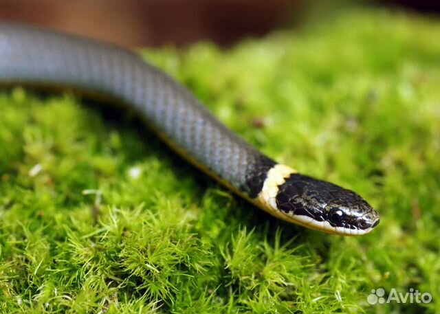 Змеи. Для новичков.Ужи Змеи. Молодые