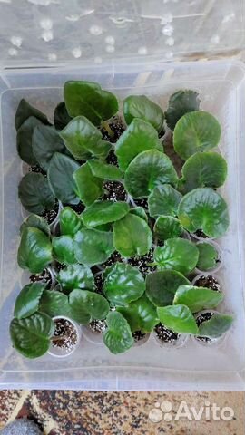 Укоренённые черенки сортовых Сенполий