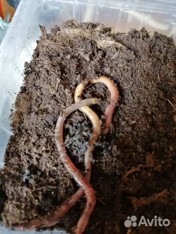 Червь Дендробена Венета для рыбалки