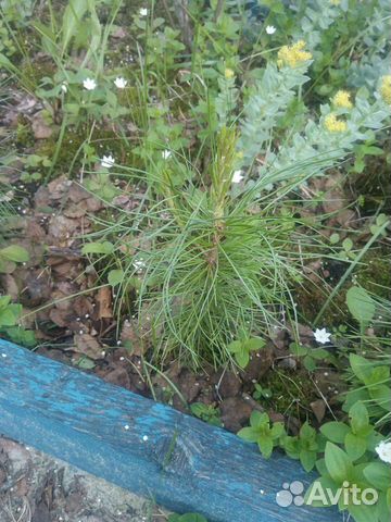 Подрошенные кедры 3 и 4 летвыращенные в Мурманске