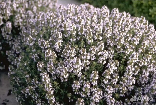 Тимьян (чабрец) обыкновенный