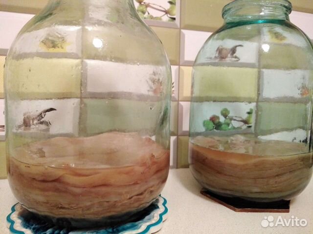 Чайный гриб