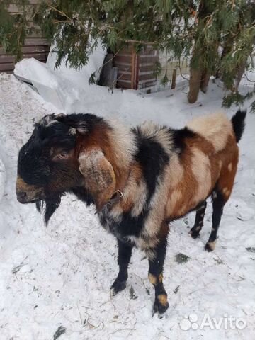 Козел англо-нубийской породы ждет невест