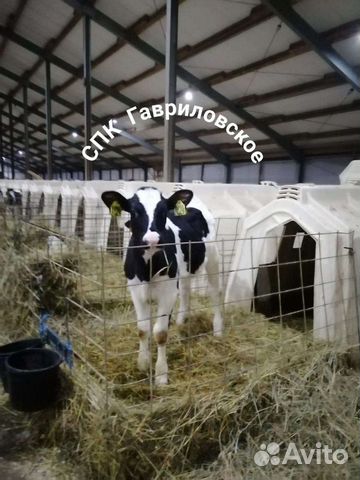 Телята бычки с доставкой