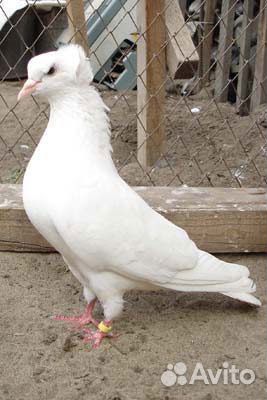 Продажа голубей