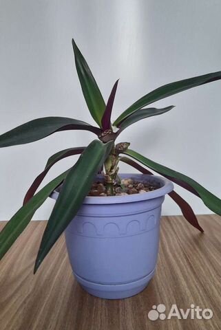 Рео. Комнатный цветок