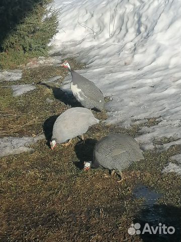 Цесарка на племя