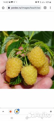 Саженцы желтой малины