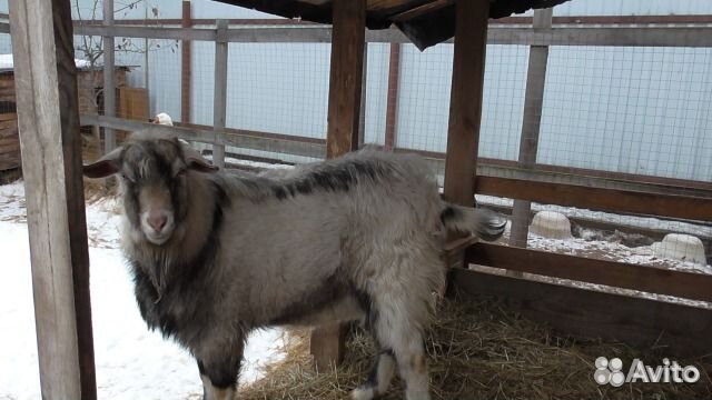 Продаю молодую козочу (6 месяцев), от зааненской козы и нубийского козлика 1785561757