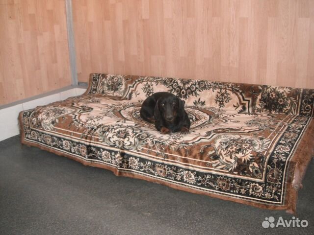 Частная гостиница для собак и кошек всех пород Частная гостиница для собак и кошек всех пород
