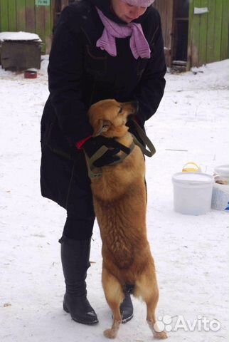 Отличная жизнерадостная собака ищет дом, стерильна купить на Зозу.ру - фотография № 6